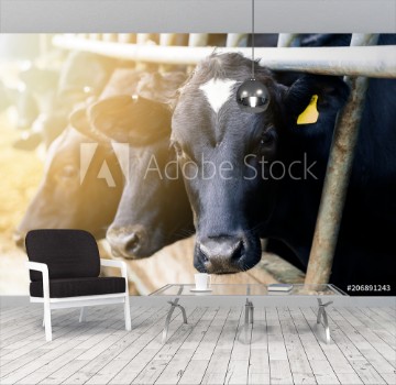 Picture of Black and white dairy cows in a barn